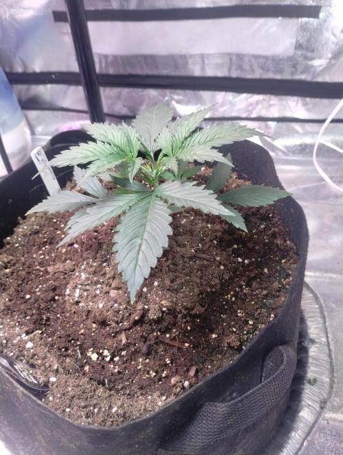 gorilla cookies. Week 2 - 11-21-25