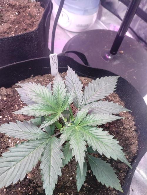 gorilla cookies. Week 2