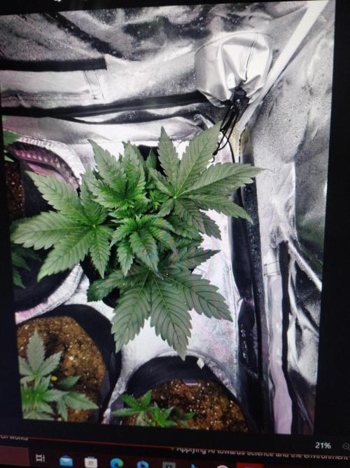 Green crack auto grow. Week 0