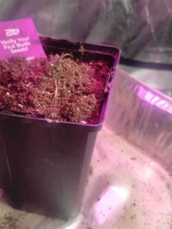 Gorilla zkittlez. Week 0 - This was 11-09