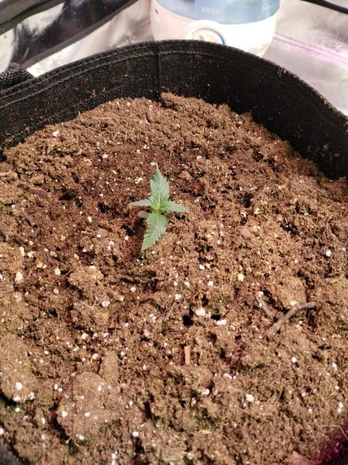 Gorilla zkittlez. Week 1 - 11-14-25