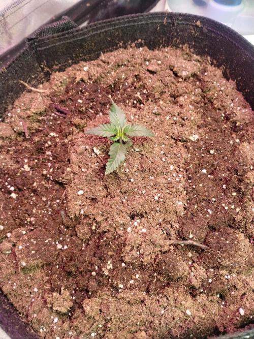 Gorilla zkittlez. Week 1 - 11-16-25