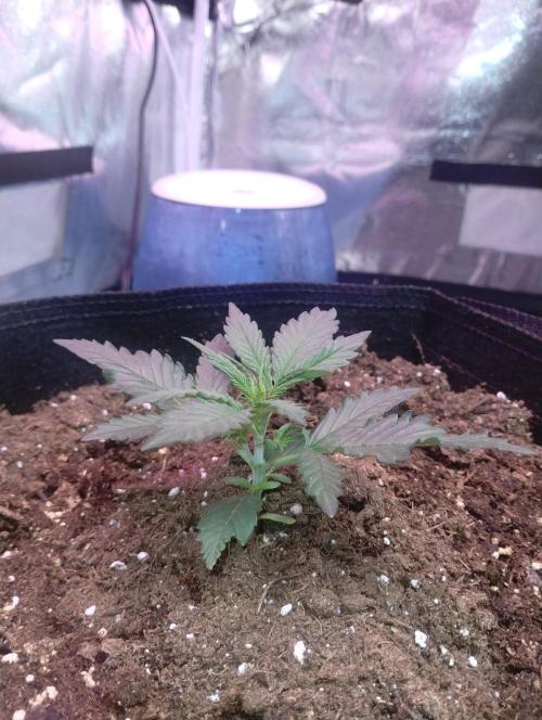 Gorilla zkittlez. Week 2 - 11-21-25