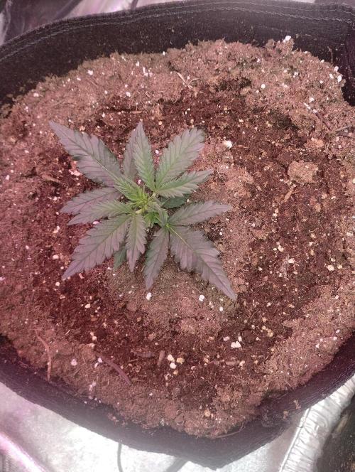 Gorilla zkittlez. Week 2 - 11-21-25