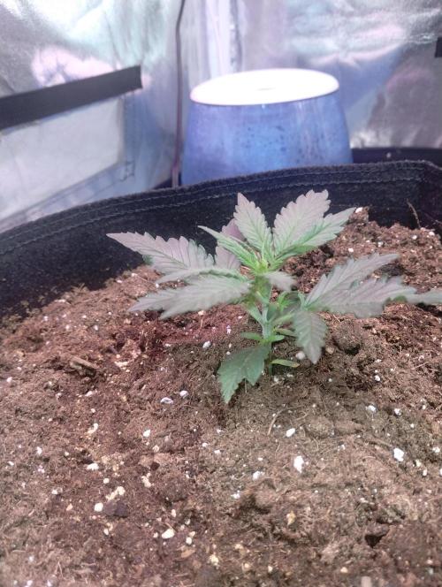 Gorilla zkittlez. Week 2 - 11-21-25