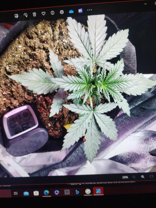 Green crack auto grow. Week 3