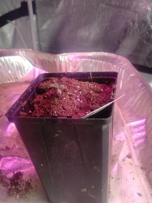 gorilla cookies. Week 0 - 1st day outta the dirt