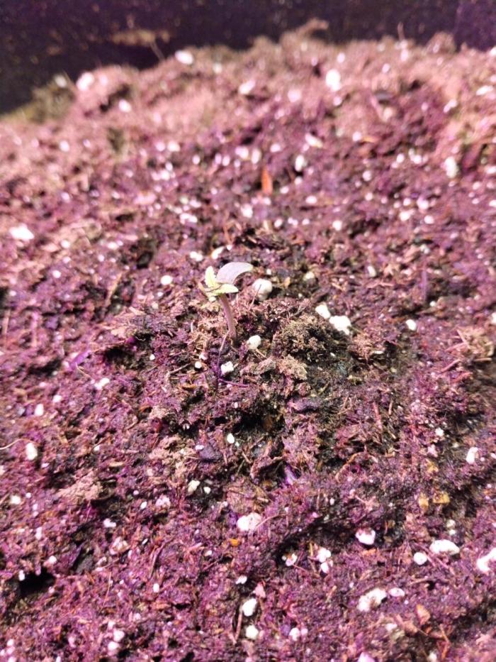 Gorilla cookies. Week 0 - Popped the seed on the 1st of Nov. The 4th was the first day out of dirt