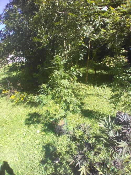 my 1st indoor tent grow. Week 5