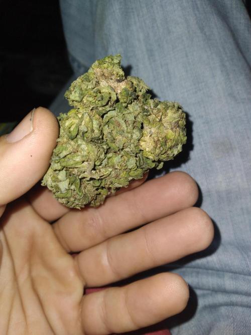 my 1st indoor tent grow. Week 5