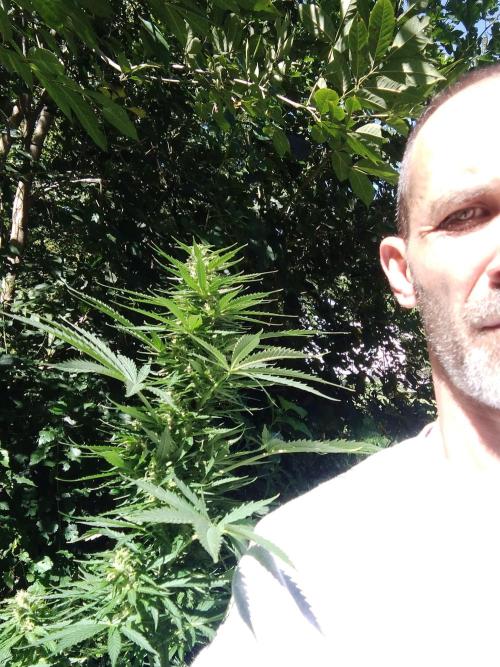 my 1st indoor tent grow. Week 5