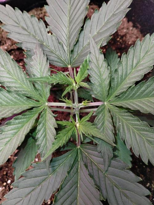 gorilla cookies. Week 2 - 11-23-25 