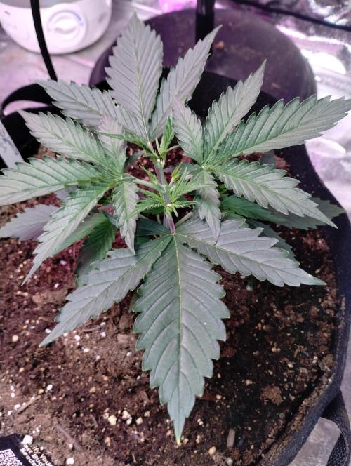 gorilla cookies. Week 2 - 11-22-25