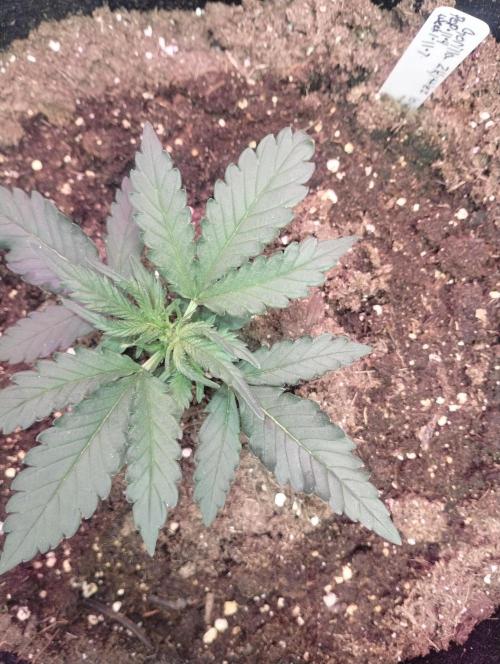 Gorilla zkittlez. Week 3 - 11-22-25