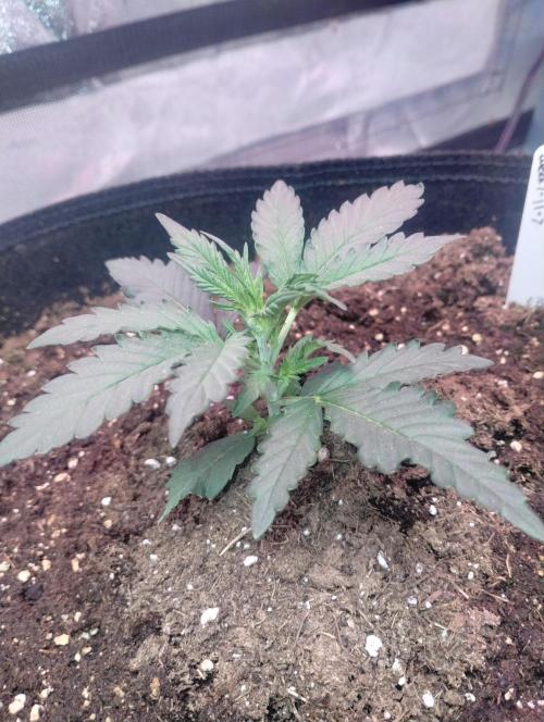 Gorilla zkittlez. Week 3 - 11-22-25