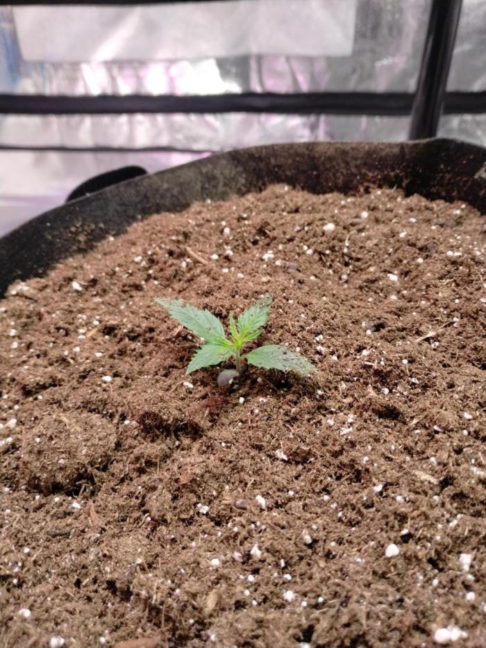 gorilla cookies. Week 1