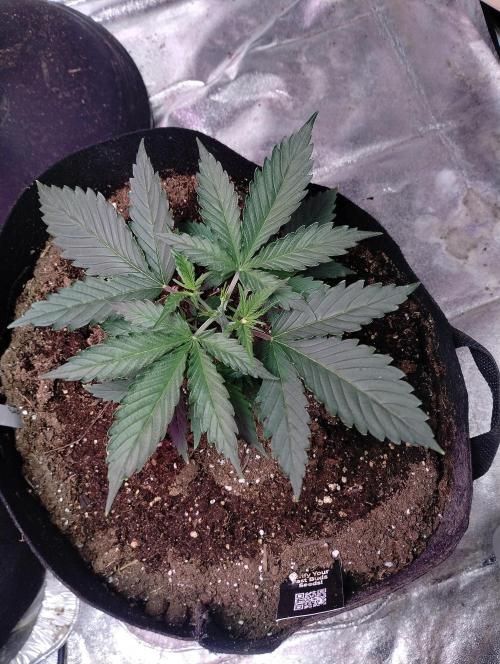 gorilla cookies. Week 3