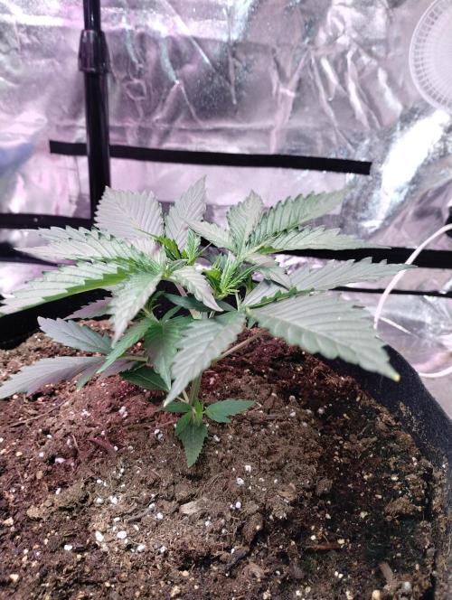 gorilla cookies. Week 3