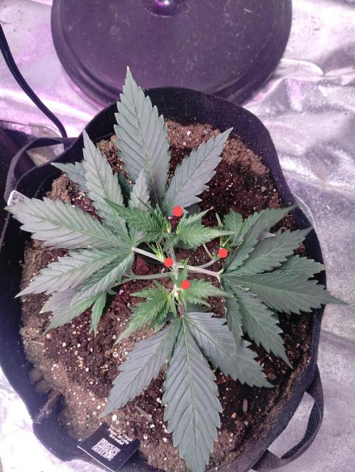 Gorilla cookies. Week 4 - 11-23-25