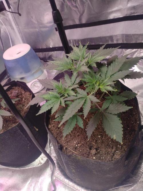 Gorilla cookies. Week 4 - 11-27-25
Slight pH issue l, but caught it 1st or 2nd day and started the fix. Sh