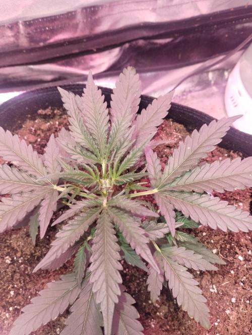 Gorilla zkittlez. Week 3 - 11-27-25
Got topped this morning. Not showing any signs of pH issue yet..