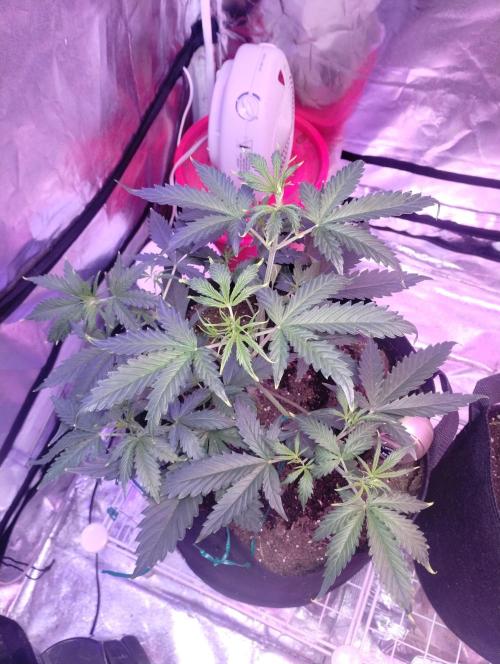 Gorilla cookies. Week 4 - 11-29 4 weeks 4 days old