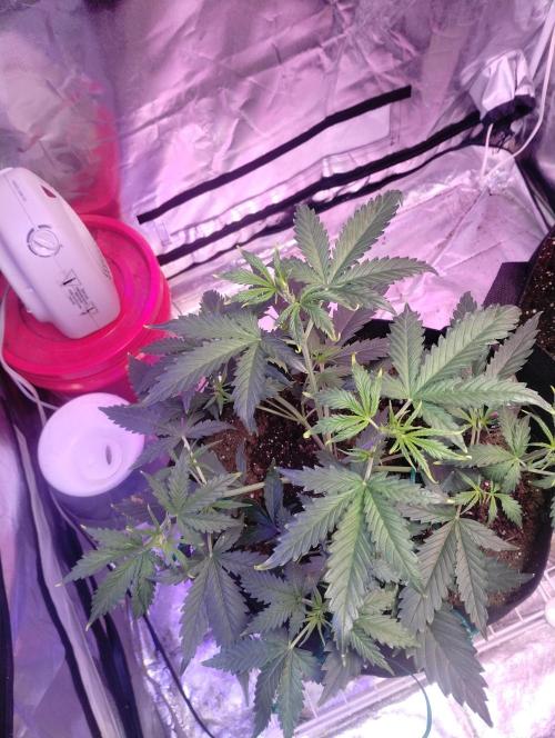 Gorilla cookies. Week 4 - 11-29 4 weeks and 4 days