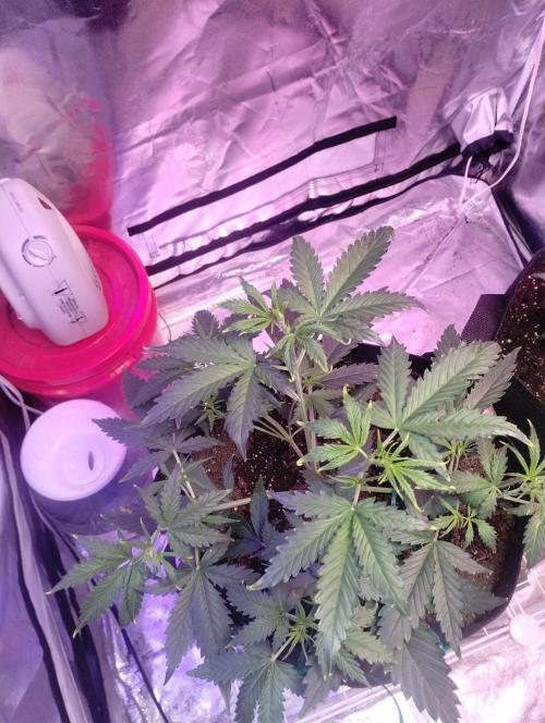 Gorilla cookies. Week 4 - 11-29   4 weeks and 4 days old