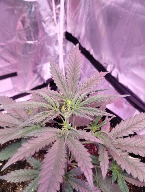 Gorilla zkittlez. Week 3 - 11-29 week 3 and 3 days