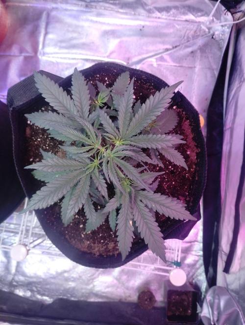 Gorilla zkittlez. Week 3 - 11-29 week 3 and 3 days