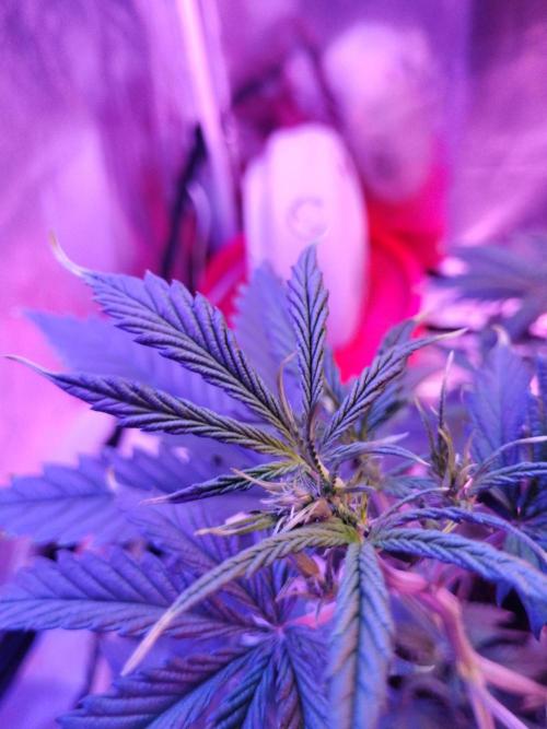 Gorilla cookies. Week 5