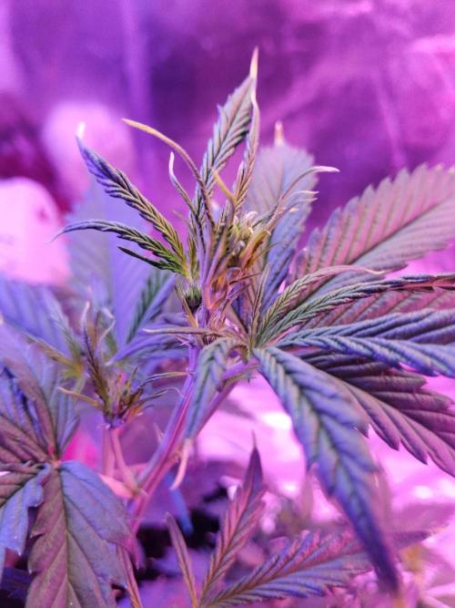 Gorilla cookies. Week 5