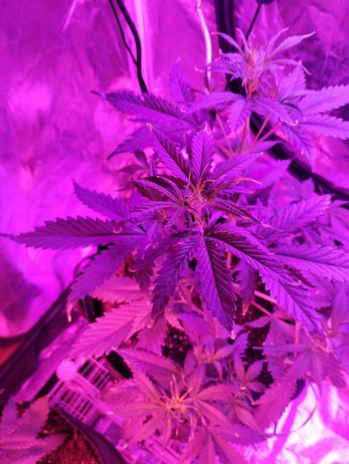 Gorilla cookies. Week 5