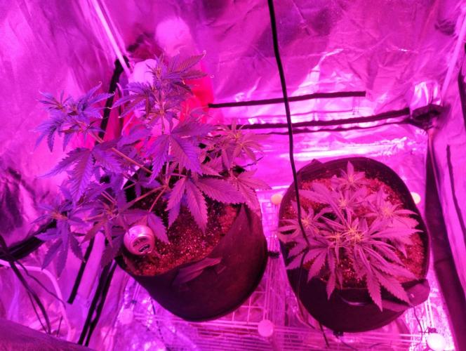 Gorilla cookies. Week 5