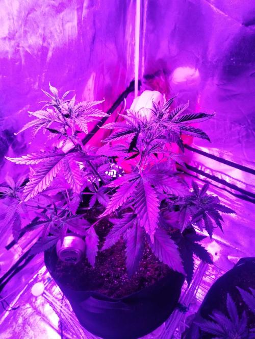 Gorilla cookies. Week 5