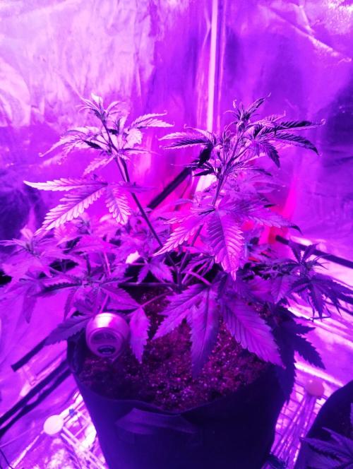 Gorilla cookies. Week 5