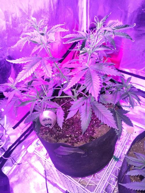 Gorilla cookies. Week 5