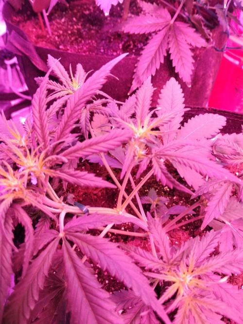 Gorilla zkittlez. Week 4 - 12-3-25