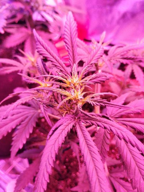 Gorilla zkittlez. Week 4 - 12-3-25