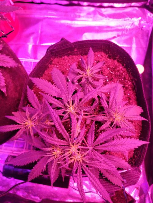 Gorilla zkittlez. Week 4 - 12-3-25