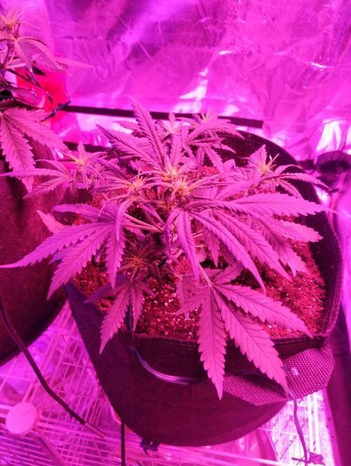 Gorilla zkittlez. Week 4 - 12-3-25