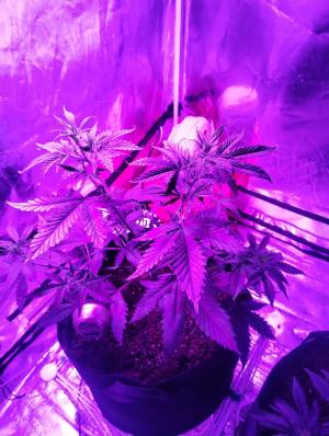 Comment by nd-grower photo #2