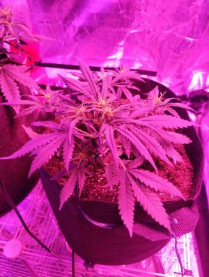 Comment by nd-grower photo #3