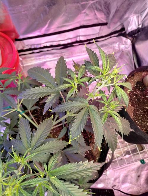 Gorilla cookies. Week 5 - 12-04&25