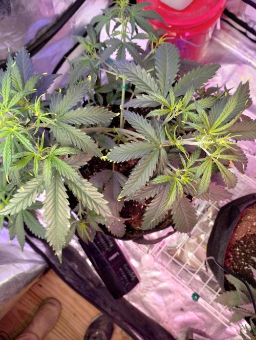 Gorilla cookies. Week 5 - 12-04-25