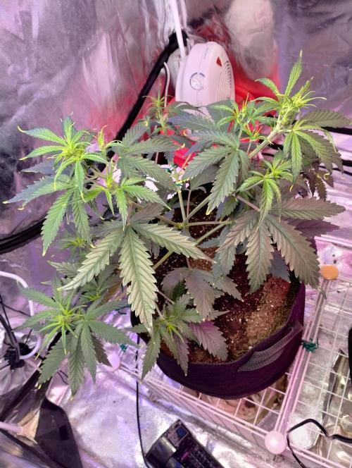 Gorilla cookies. Week 5 - 12-04-25