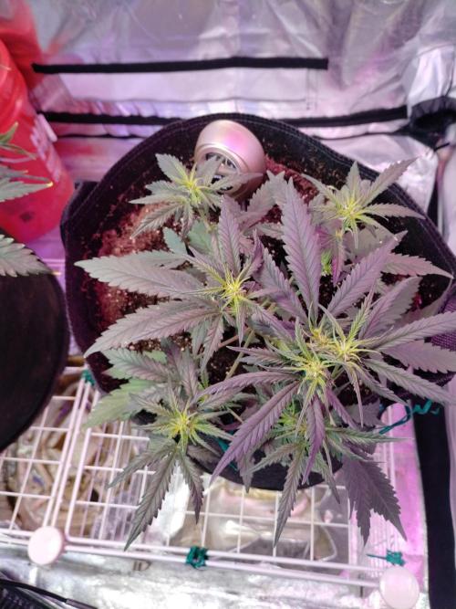 Gorilla zkittlez. Week 4 - 12-04-25