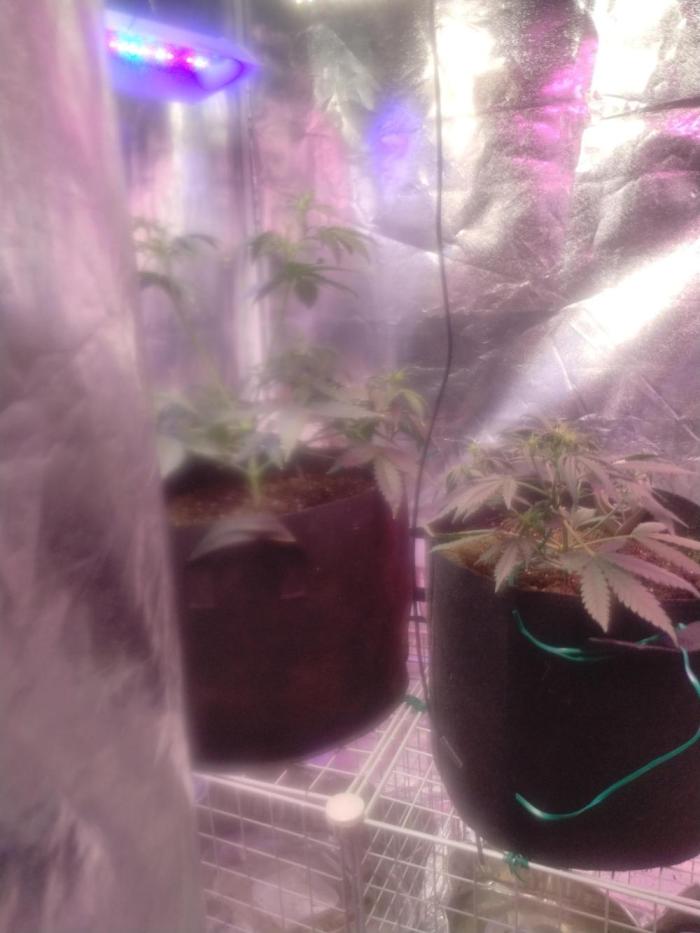 Green crack auto grow. Week 3