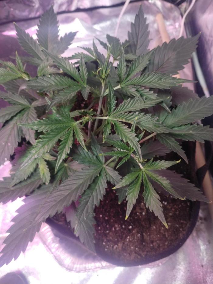 Green crack auto grow. Week 4