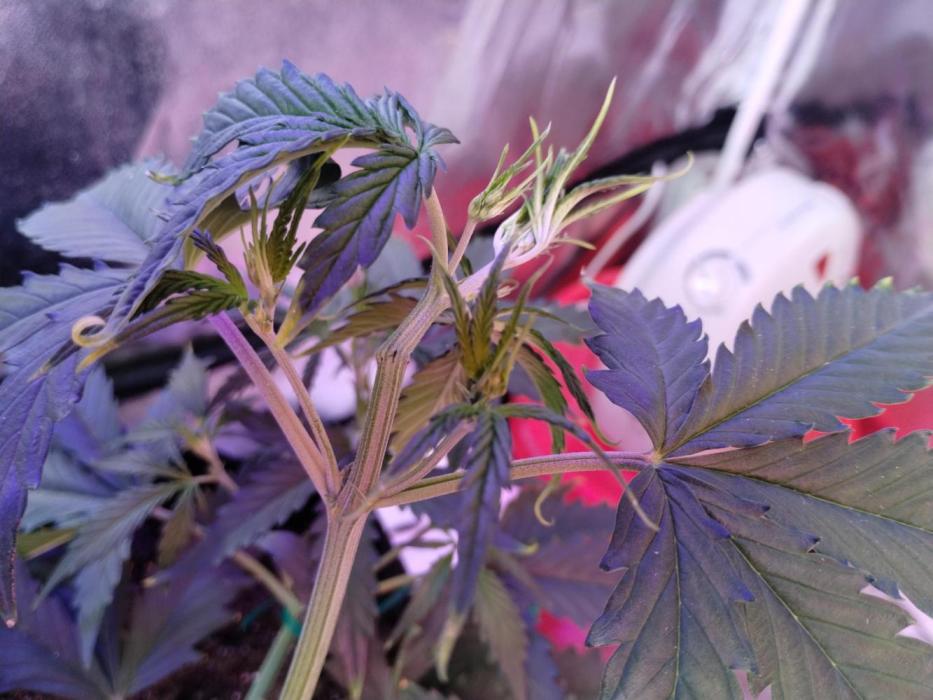 Green crack auto grow. Week 5